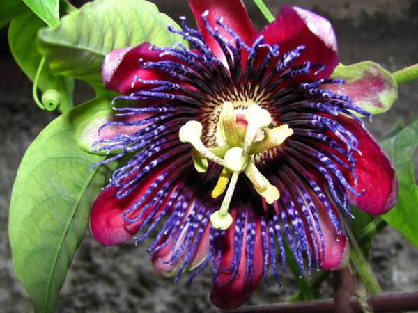 passion flower